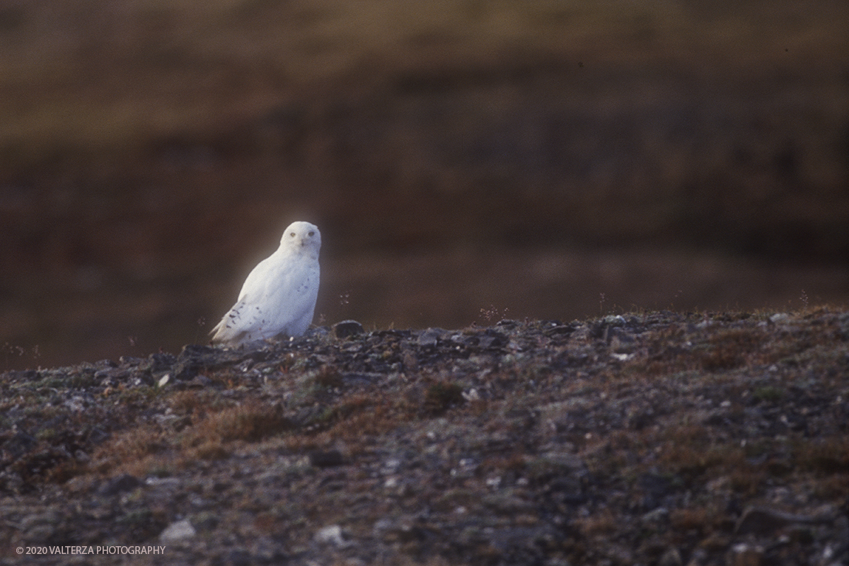 122 SIBERIA.jpg - Luglio/Agosto 1992. Siberia, terra dei Chukchi. Nell'oceano artico  125 Km a nord-est della penisola dei Chukchi (Siberia) c'Ã¨ l'isola di Wrangel, essa ospita piÃ¹ del doppio di specie vegetali (417) di qualsiasi territorio artico a paritÃ  di superficie nonchÃ¨ 30 specie diverse di uccelli oltre ad orsi polari, foche e trichechi ; per questo motivo   Ã¨ stata proclamata patrimonio dell'umanitÃ  dall'UNESCO. Nella foto isola di Wrangelcivetta delle nevi ( Nyctea scandiaca) questo rapace diurno non Ã¨ migratorio e trascorre tutta la sua esistenza nella tundra dell'isola.